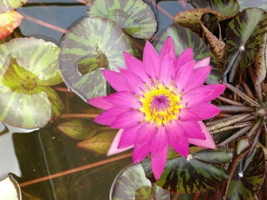 Tropical Water Lily - Doris Holt