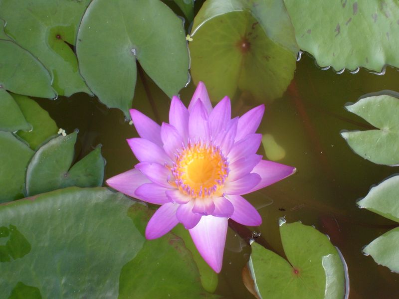 Tropical Water Lily - Ruby