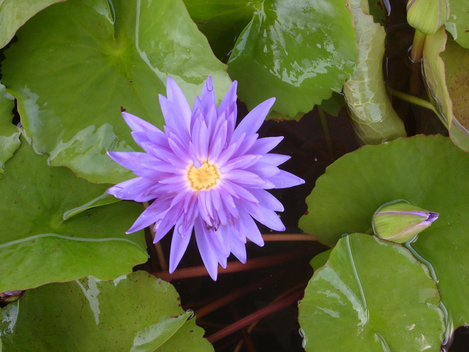 Tropical Water Lily - King Of Siam