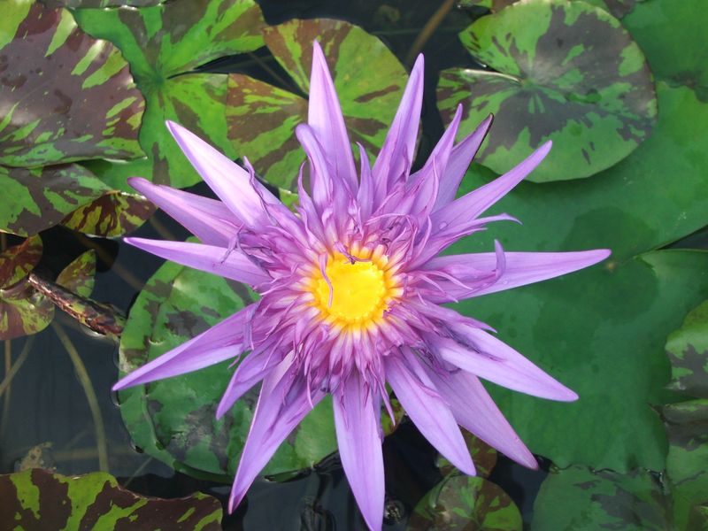 Tropical Water Lily - Midnight Serenade