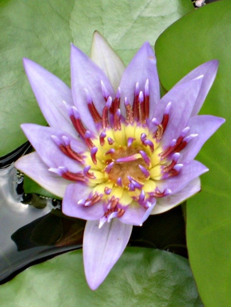 Tropical Water Lily - Colorata