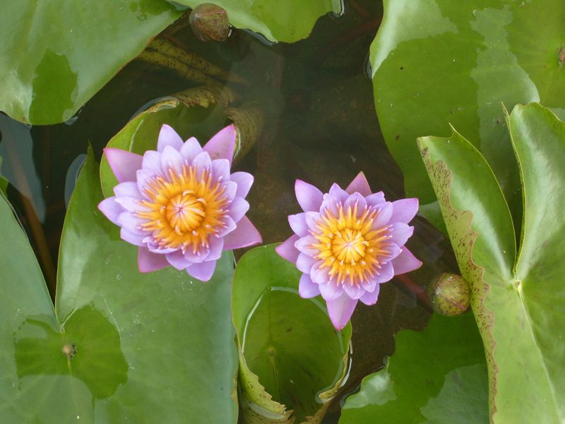 Tropical Water Lily - Panama Pacific