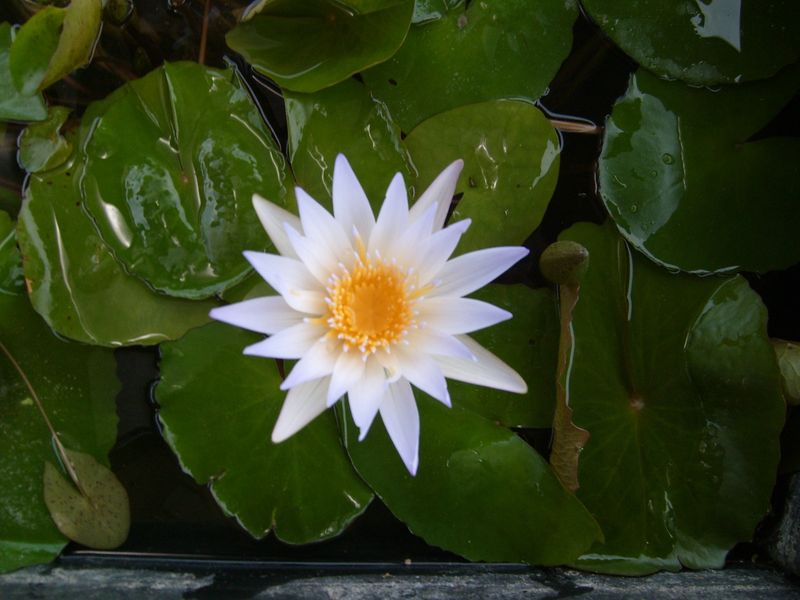 Tropical Water Lily - Dauben
