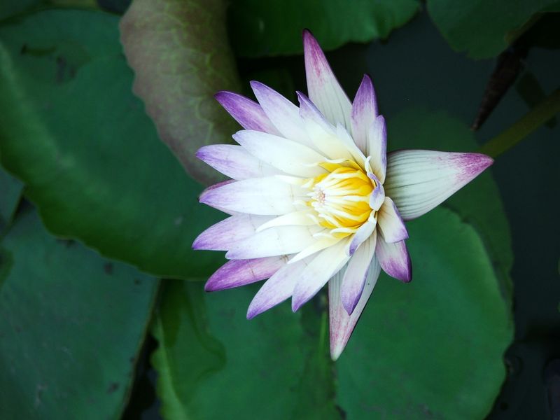 Tropical Water Lily - Purple Joy