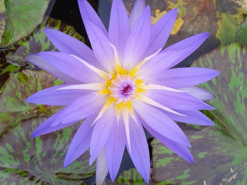 Tropical Water Lily - Star Of Siam