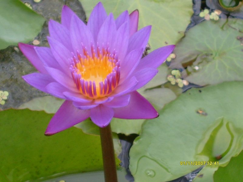Tropical Water Lily - Tina