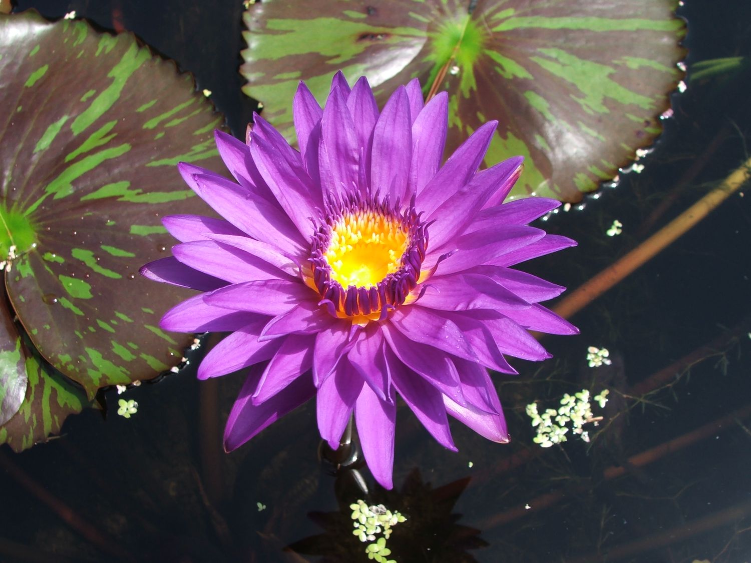 Tropical Water Lily - Star Of Zanzibar