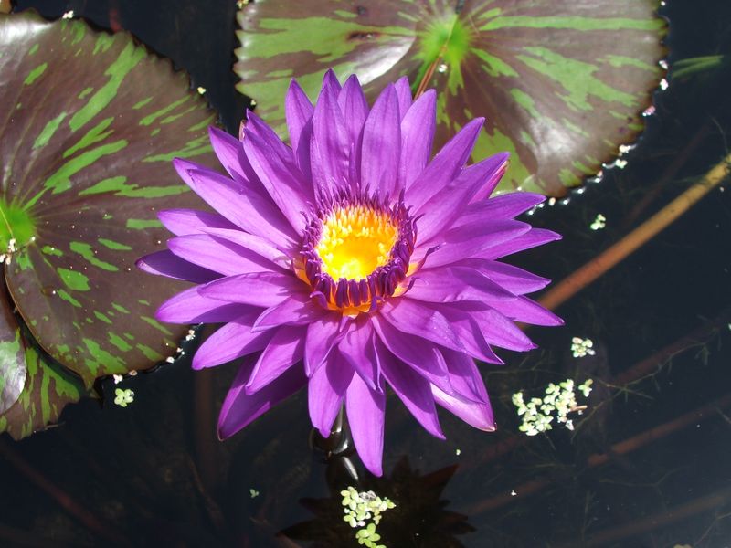 Tropical Water Lily - Star Of Zanzibar