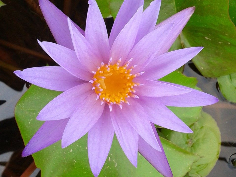 Tropical Water Lily - Teri Dunn