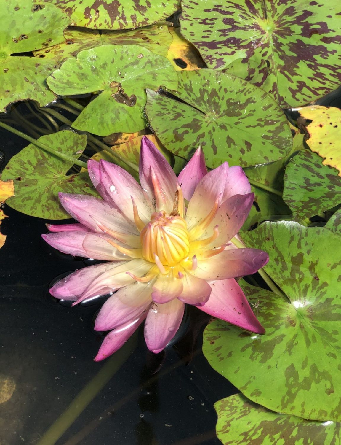 Tropical Water Lily - Albert Greenberg (Autumn)