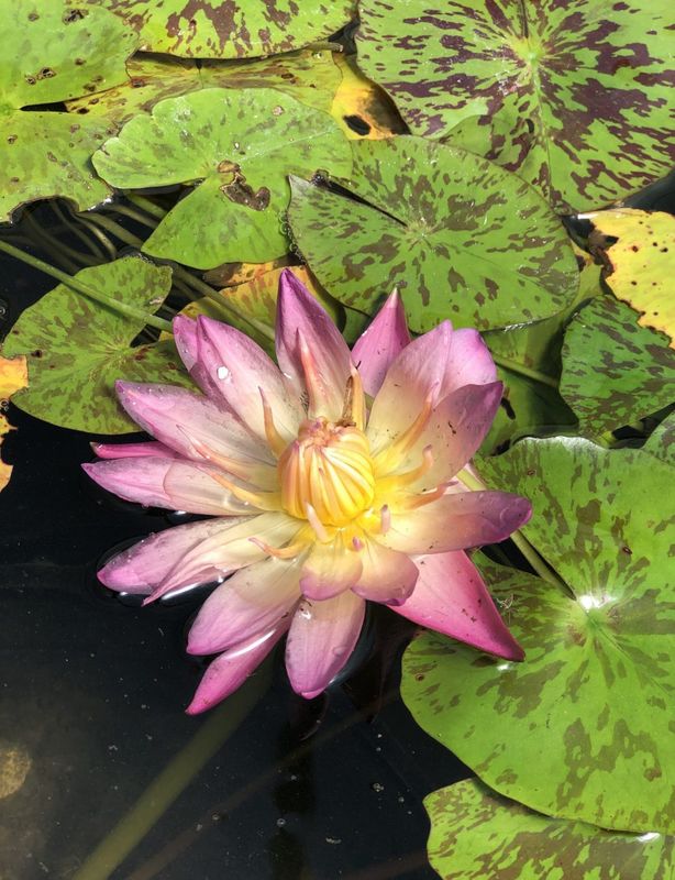 Tropical Water Lily - Albert Greenberg (Autumn)