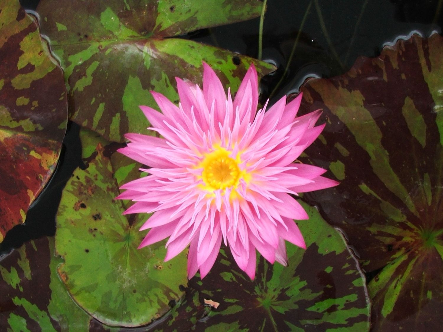 Tropical Water Lily - Miami Rose