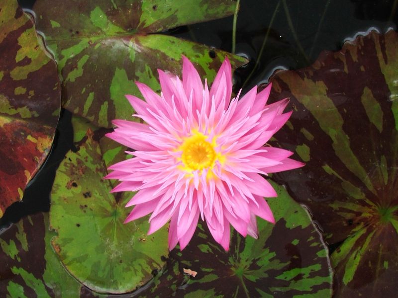 Tropical Water Lily - Miami Rose