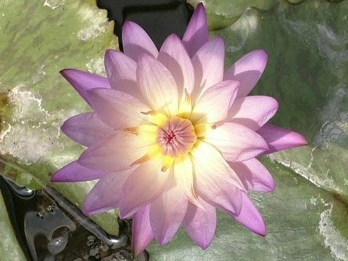 Tropical Water Lily - Southern Charm (Blue/Green)