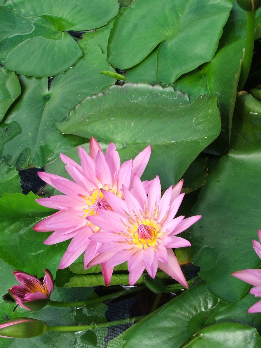 Tropical Water Lily - Pink Capensis