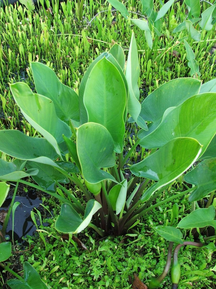 Marginal Pond Plant - Arrow Arum   (Green Arum)