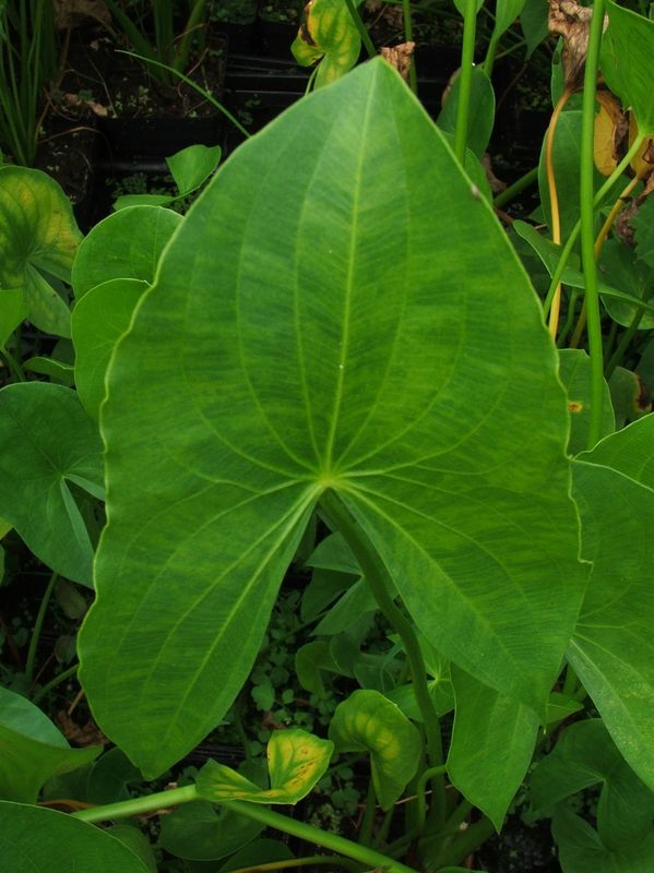 Marginal Pond Plant - Arrowhead Sagittaria