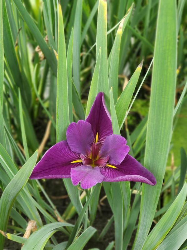 Marginal Pond Plant - Iris, Black Gamecock (dk purple)