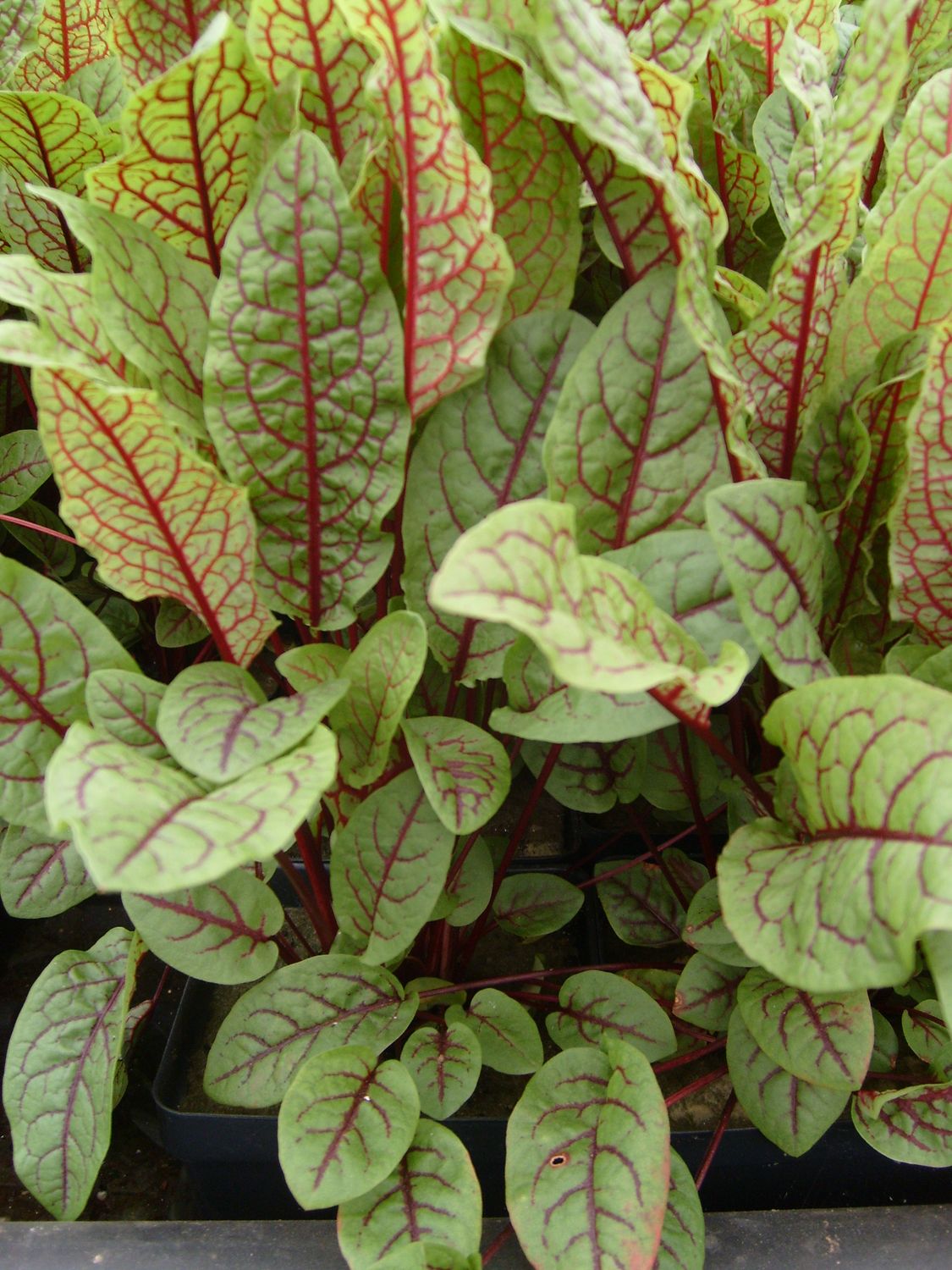 Marginal Pond Plant - Bloody Dock (Red Water Dock)