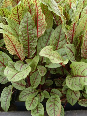 Marginal Pond Plant - Bloody Dock (Red Water Dock)