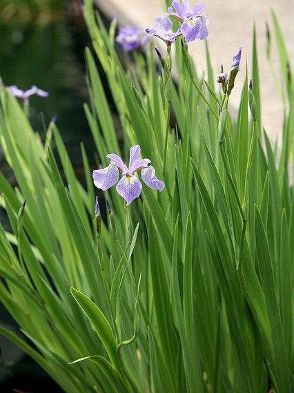 Marginal Pond Plant - Iris, Blue Flag