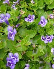 Marginal Pond Plant - Blue Moneywort