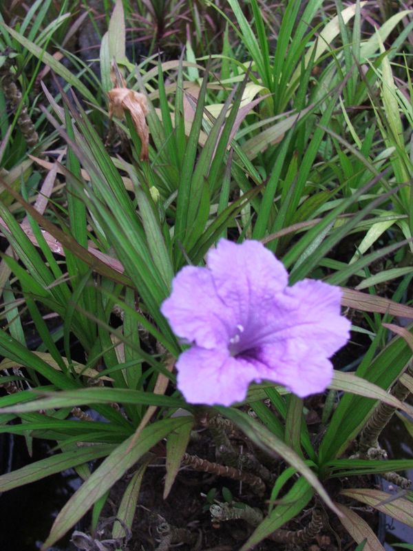 Marginal Pond Plant - Bluebell, Dwarf Blue