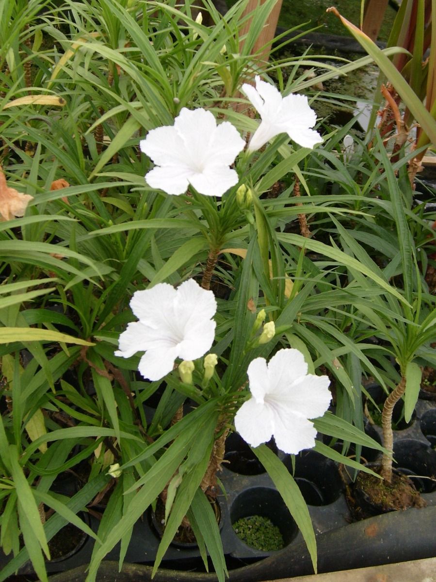 Marginal Pond Plant - Bluebell, Dwarf White