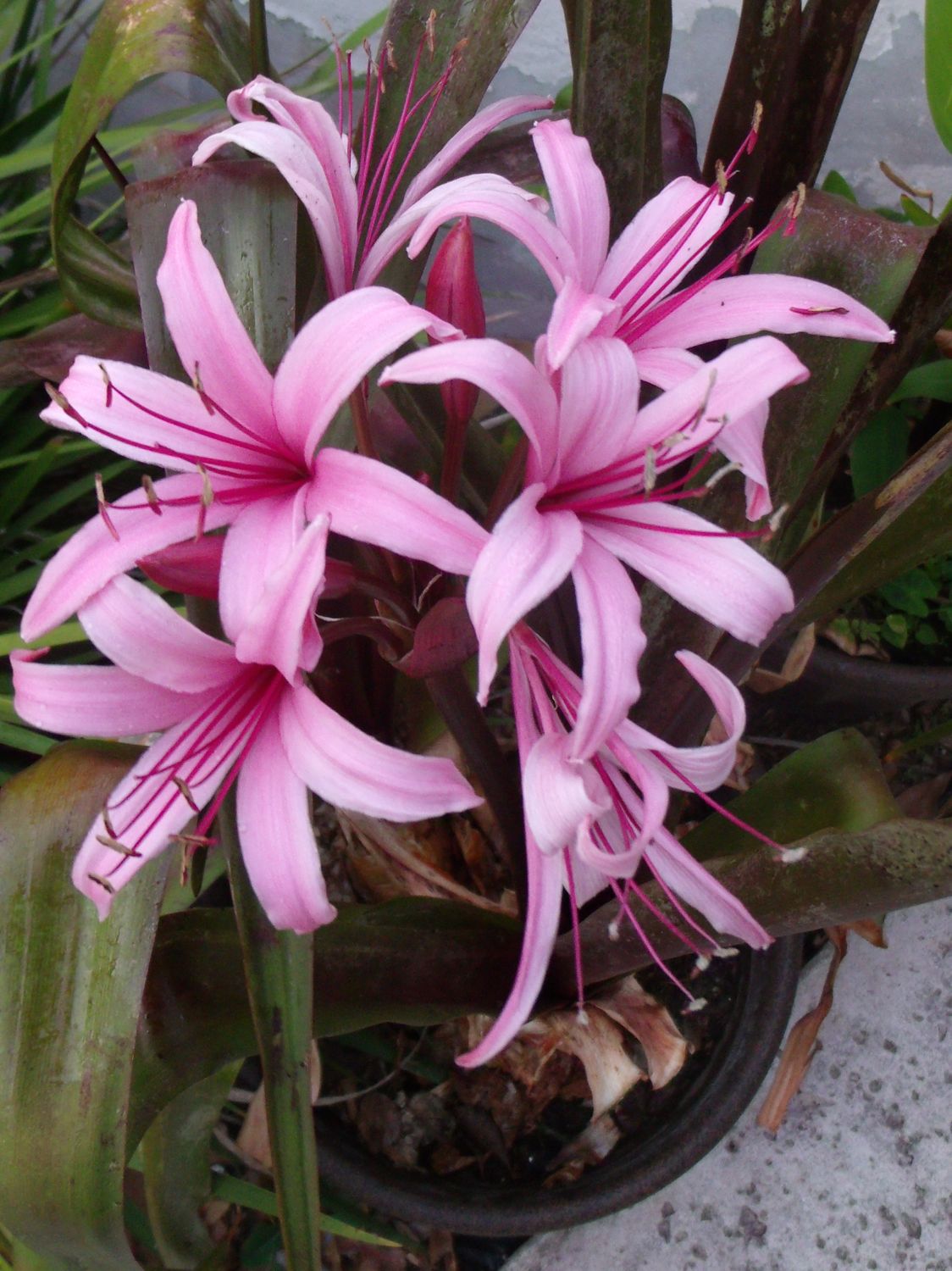 Marginal Pond Plant - Bog Lily
