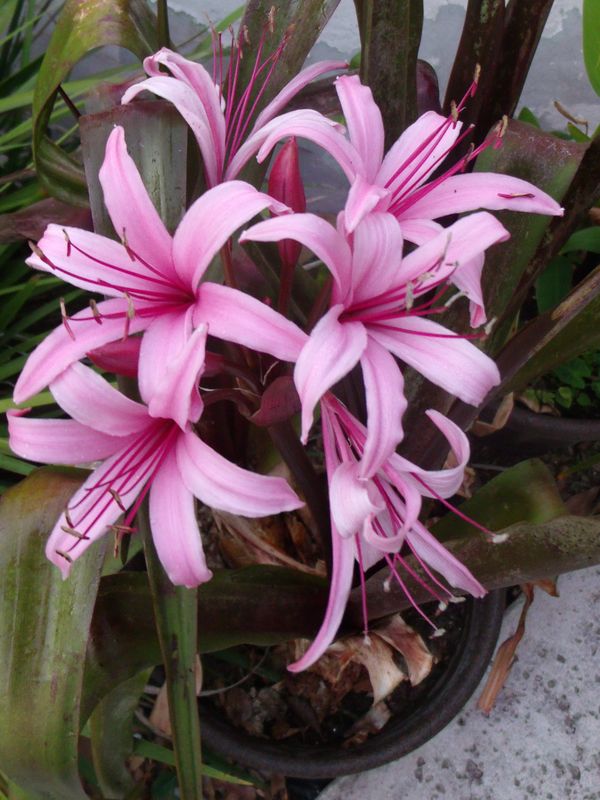 Marginal Pond Plant - Bog Lily