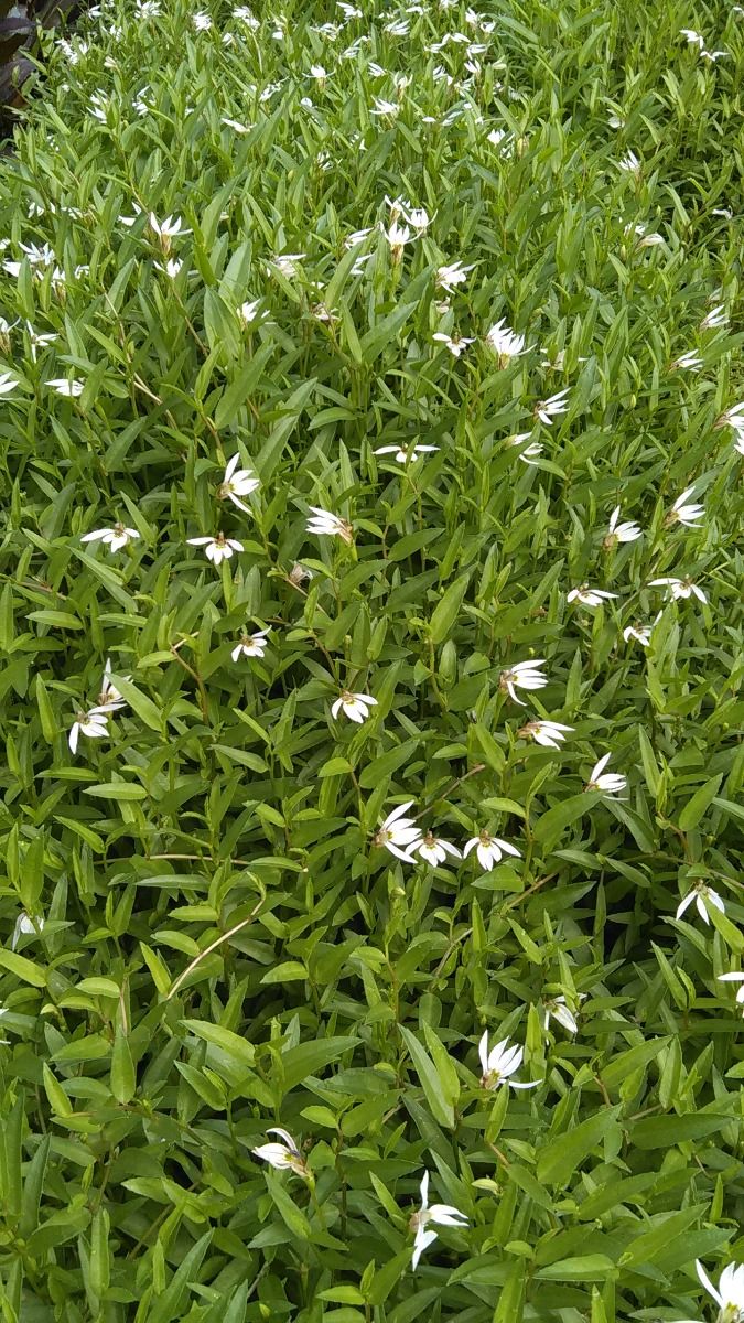 Marginal Pond Plant - Lobelia, Chinese Creeping