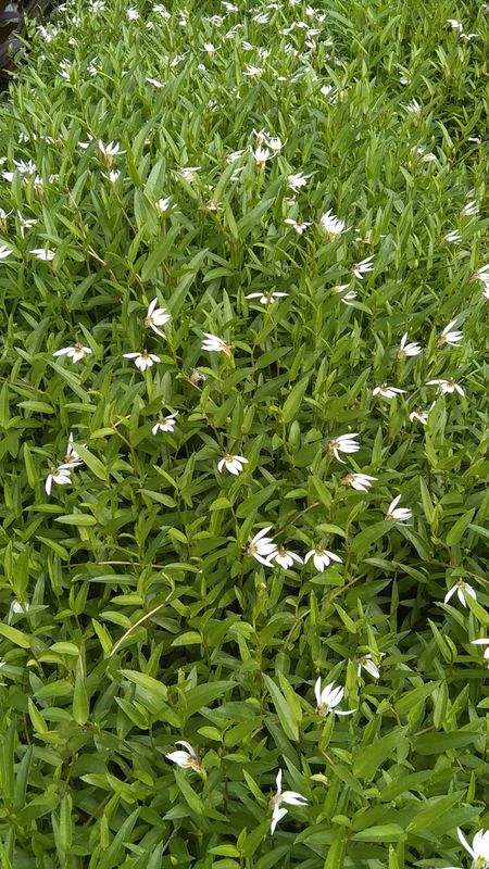 Marginal Pond Plant - Lobelia, Chinese Creeping