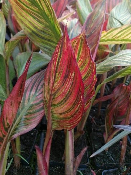 Marginal Pond Plant - Canna, African Sunset