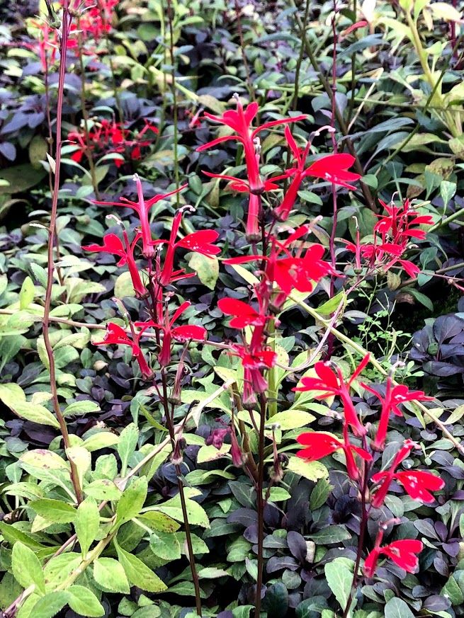 Marginal Pond Plant - Lobelia, Red - Cardinal Flower