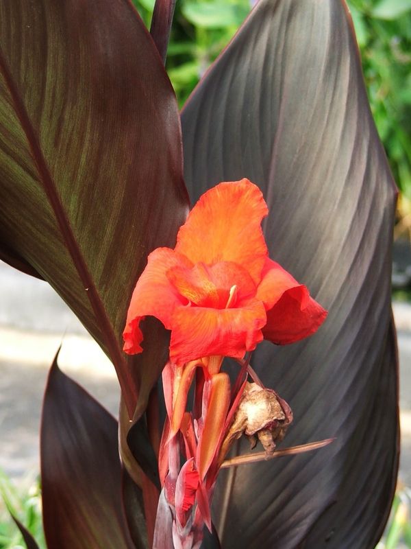 Marginal Pond Plant - Canna, Australia  (red)