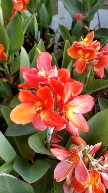 Marginal Pond Plant - Canna, Cleopatra