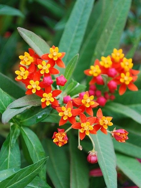 Marginal Pond Plant - Mexican Butterfly Weed