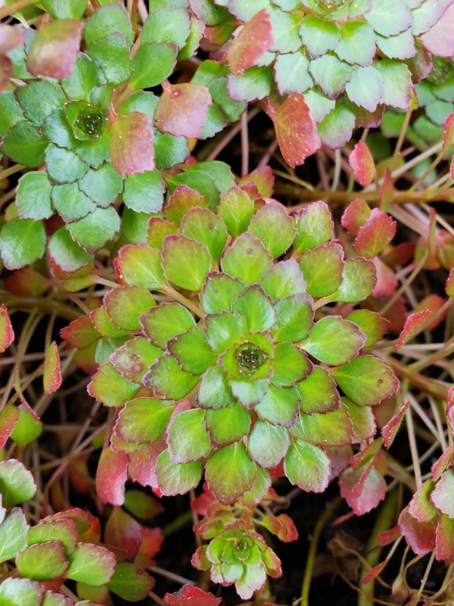 Marginal Pond Plant - Mosaic Plant