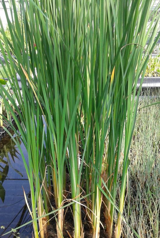 Marginal Pond Plant - Cattail