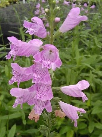 Marginal Pond Plant - Obedient Plant