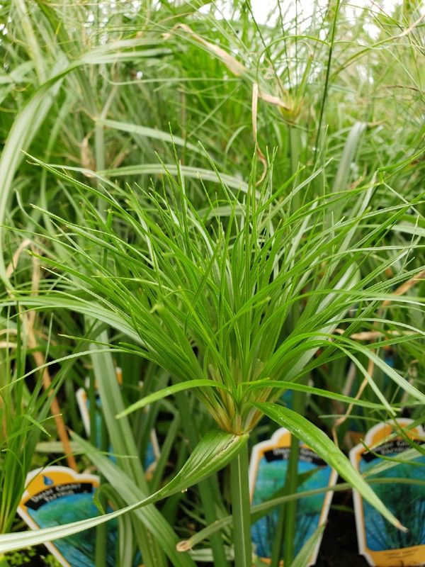 Marginal Pond Plant - Papyrus, Dwarf Giant