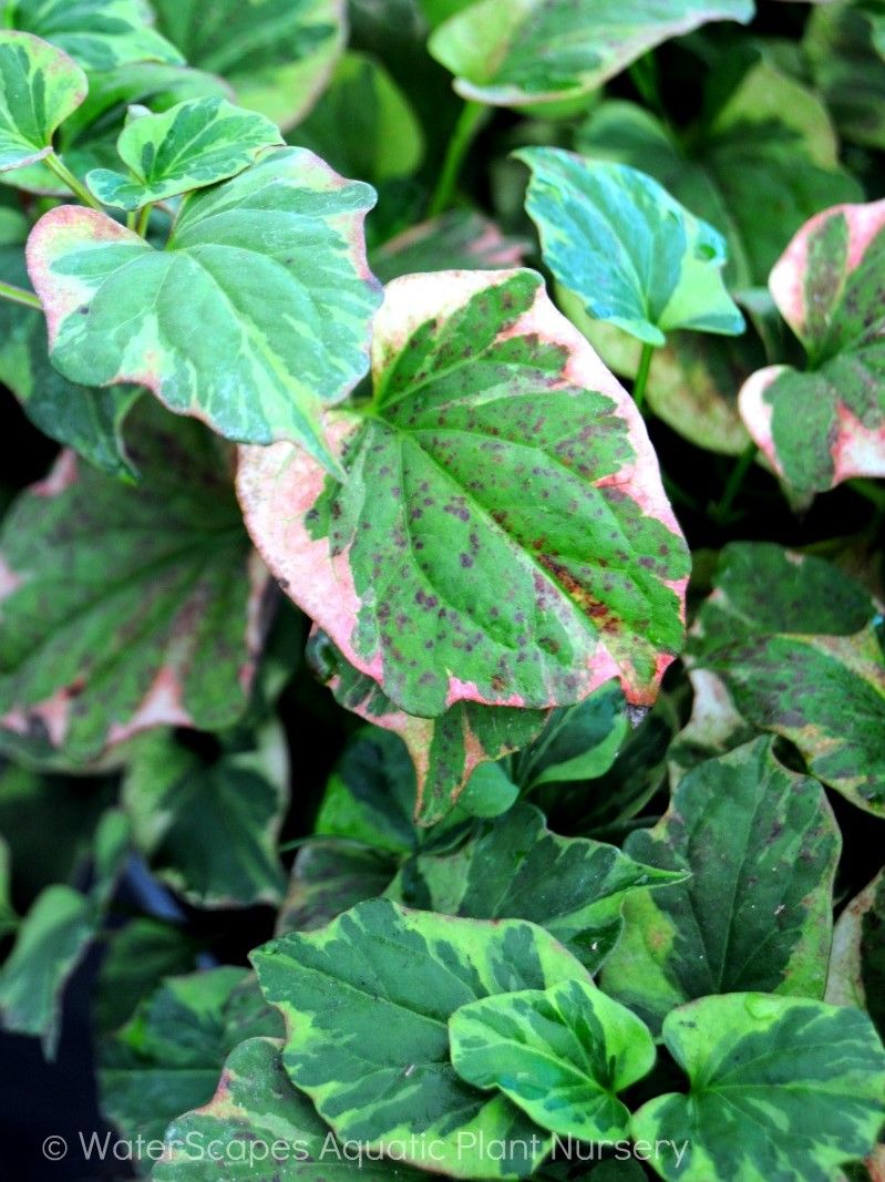 Marginal Pond Plant - Chameleon Plant