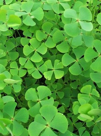 Marginal Pond Plant - Clover, Four Leaf (Upright)
