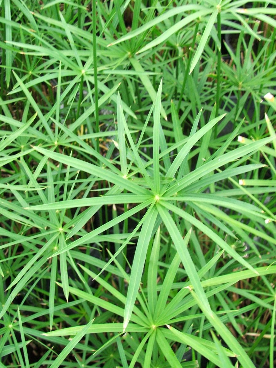 Marginal Pond Plant - Papyrus, Umbrella Palm Dwarf