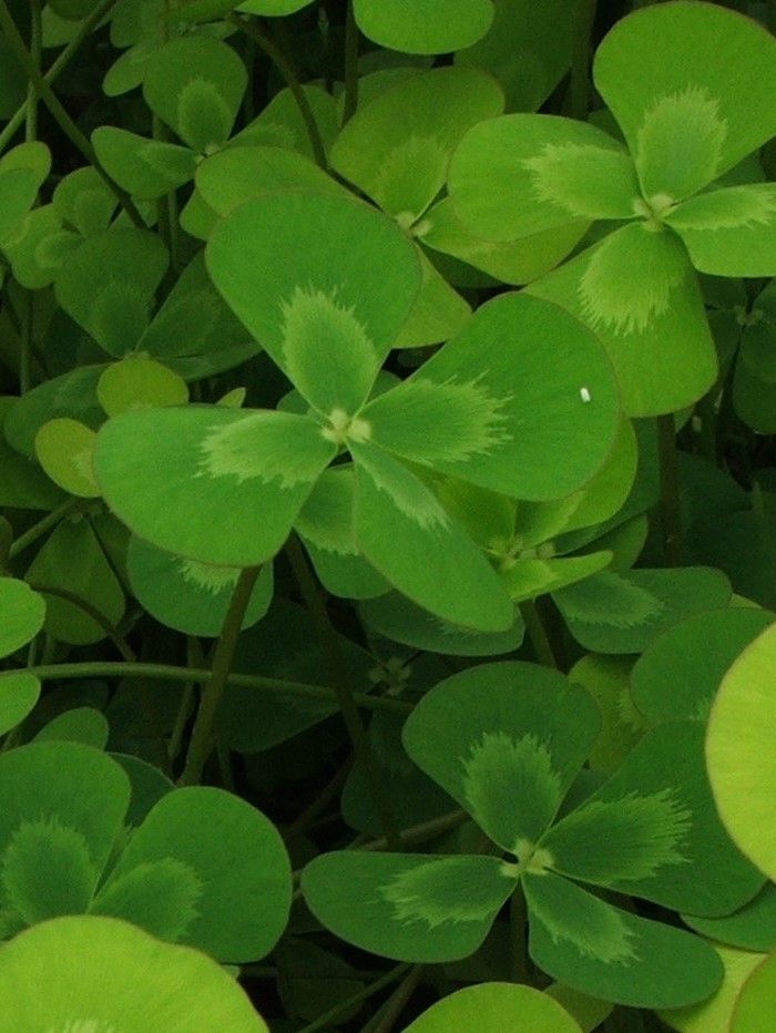 Marginal Pond Plant - Clover, Four Leaf Variegated