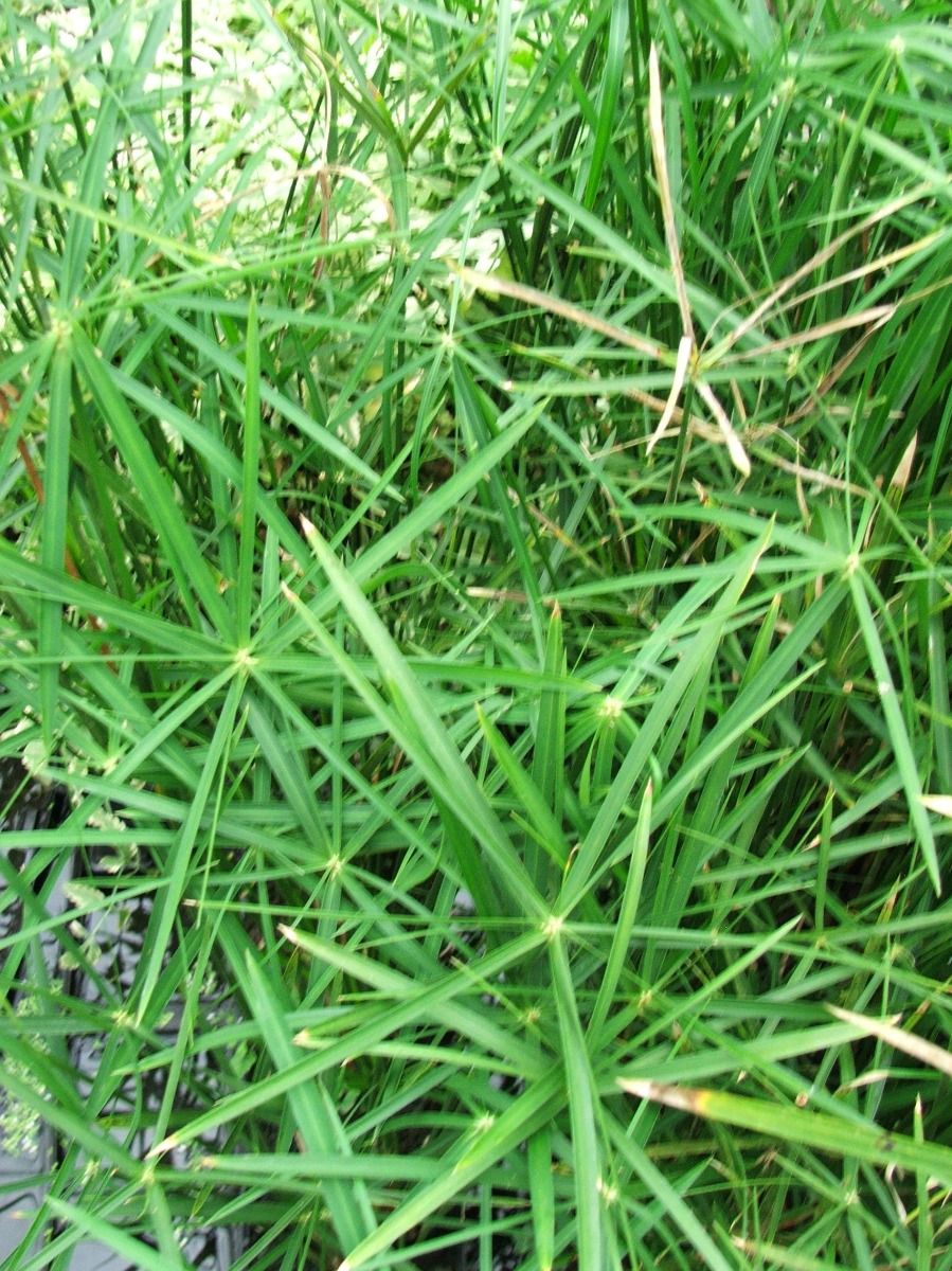 Marginal Pond Plant - Papyrus, Umbrella Palm Graceful (Baby Tut)