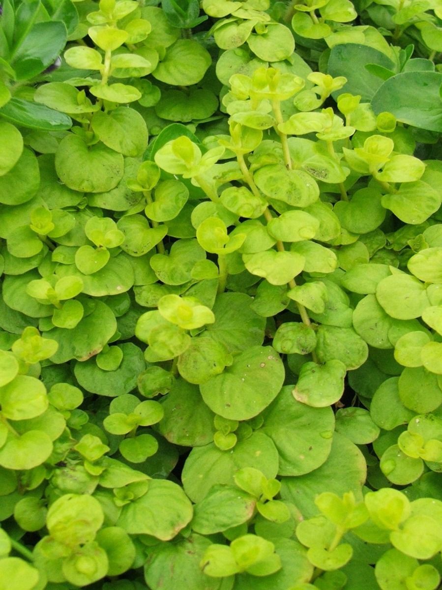 Marginal Pond Plant - Creeping Jenny, Golden
