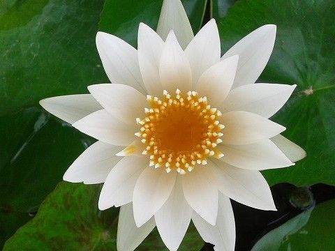 Marginal Pond Plant - Pennywort, Var Crystal Ball