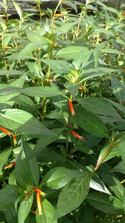 Marginal Pond Plant - Firecracker Plant