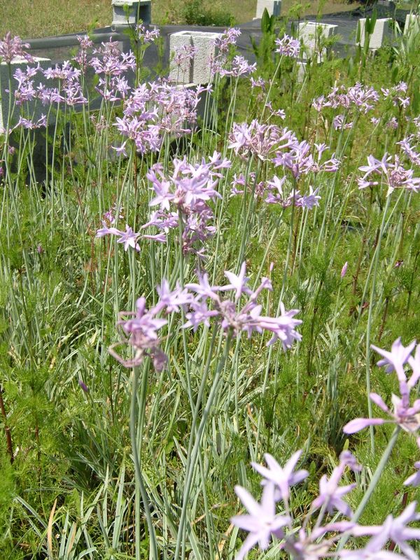 Marginal Pond Plant - Garlic, Variegated Society